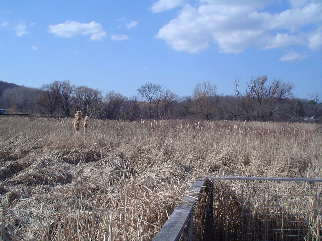 Cattails