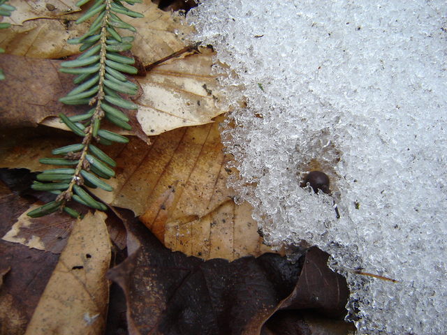 Snow on ground