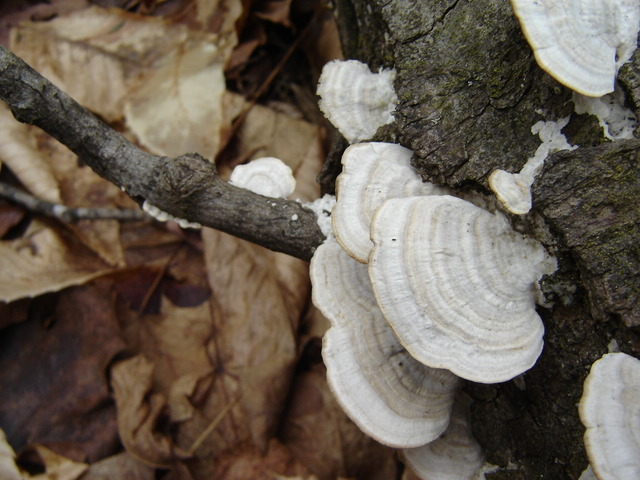 Fungus