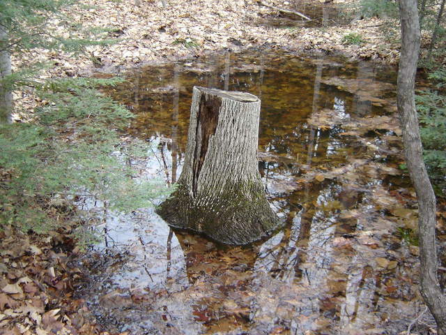 Stump in swamp