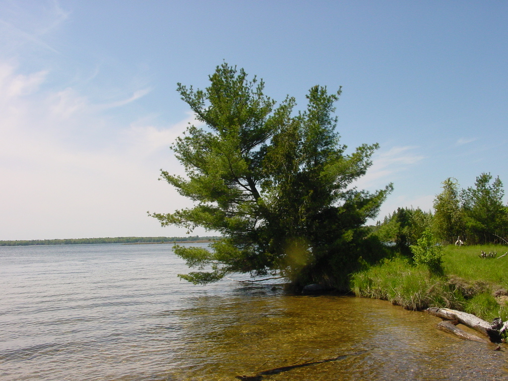 Tree over lake