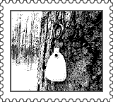 Nintendo Game Boy Camera photo - Tree with tag