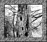 Nintendo Game Boy Camera photo - Tree with holes