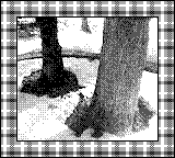 Nintendo Game Boy Camera photo - Trees