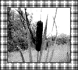 Nintendo Game Boy Camera photo - Cattail