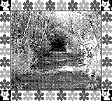 Nintendo Game Boy Camera photo - Path through trees