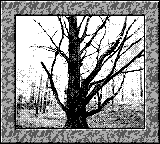 Nintendo Game Boy Camera photo - Tree