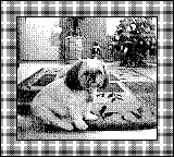 Nintendo Game Boy Camera photo - Dog