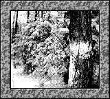 Nintendo Game Boy Camera photo - Snow