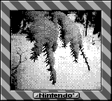 Nintendo Game Boy Camera photo - Branch with snow