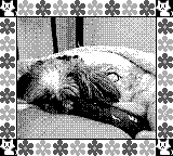 Nintendo Game Boy Camera photo - Dog