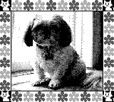 Nintendo Game Boy Camera photo - Dog