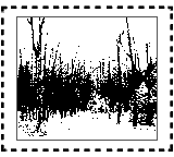 Nintendo Game Boy Camera photo - Trees