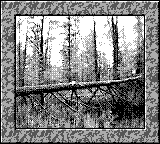 Nintendo Game Boy Camera photo - Tree