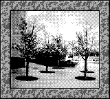 Nintendo Game Boy Camera photo - Trees at sidewalk