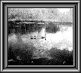 Nintendo Game Boy Camera photo - Geese on pond