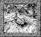 Nintendo Game Boy Camera photo - Frog