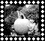 Nintendo Game Boy Camera photo - Pumpkin