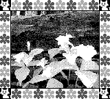 Nintendo Game Boy Camera photo - Flowers