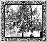 Nintendo Game Boy Camera photo - Tree covered in snow