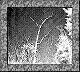 Nintendo Game Boy Camera photo - Trees