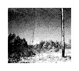 Nintendo Game Boy Camera photo - Trees